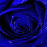 SHINO-SHINO さんのプロフィール写真